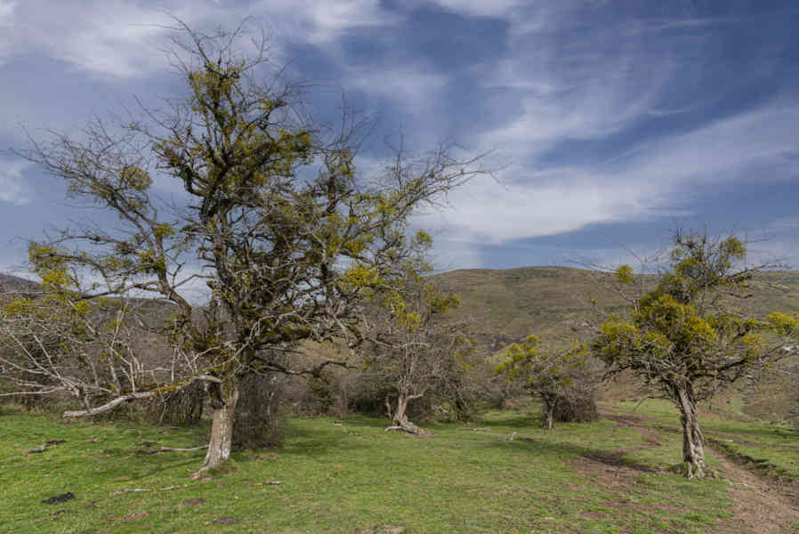 Comunidad Foral de Navarra 118 - Selva de Irati.jpg